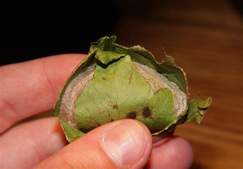 Luna Moth Cocoon by postal-crazylegs on DeviantArt