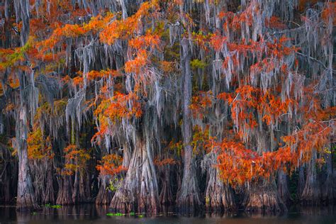 Caddo Lake Cypress Trees With Moss Fine Art Photo Prints Photos By