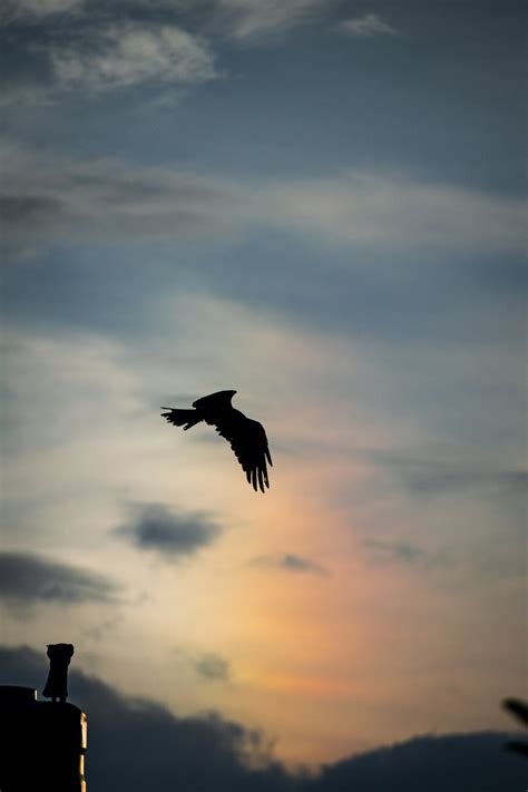 Silhouette of Bird Flying During Sunset · Free Stock Photo