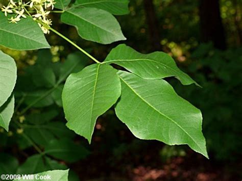 Ptelea trifoliata (common hoptree): Go Botany