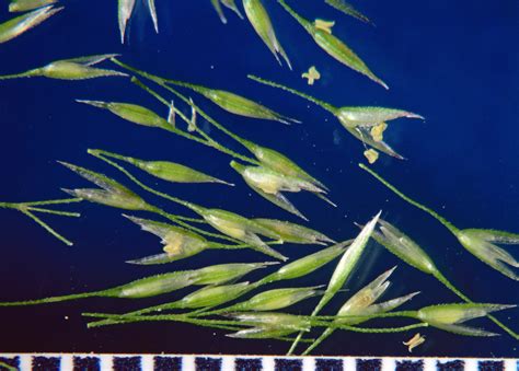 Agrostis Scabra Poaceae Image 103177 At PhytoImages Siu Edu