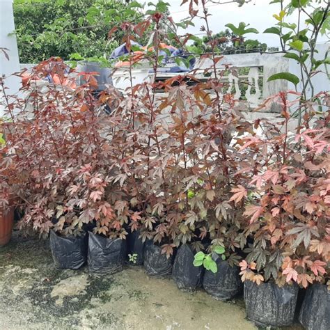 Jual Miliki Bibit Pohon Bonsai Red Maple Shopee Indonesia