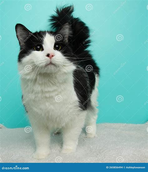 Black and White Fluffy Cat with Green Eyes Standing Up Stock Photo