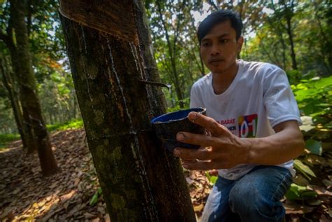 Pohon Karet Di Indonesia