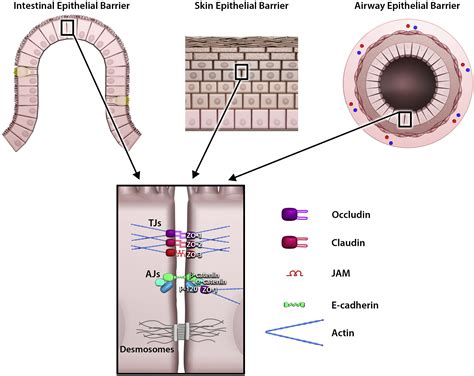 Environmental Factors In Epithelial Barrier Dysfunction Journal Of