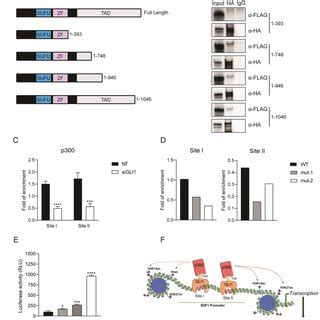 GLI1 Interacts With P300 Through Its Transactivation Domain To Regulate