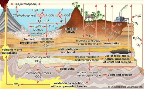 Soil carbon sequestration | IASbaba