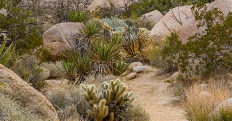 Desert Plants Growing in Arid Wasteland · Free Stock Photo