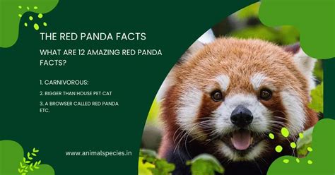 The Red Panda Facts | What are 12 Amazing Red Panda Facts?