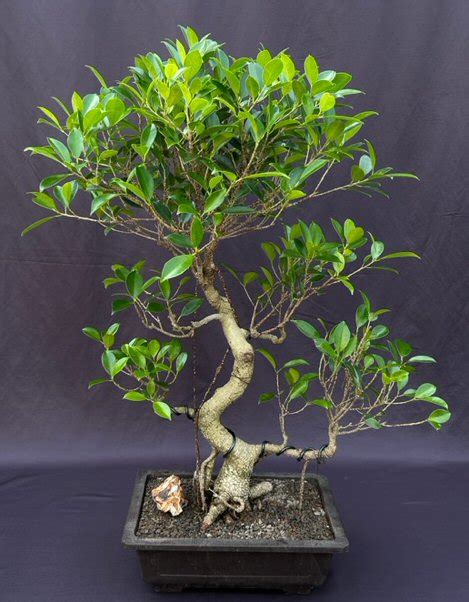 Ficus Retusa Bonsai Treecurved Trunk Tired Branching Ficus Retusa