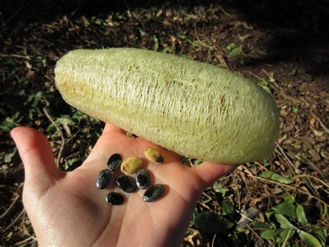 How To Plant Luffa Seeds Back Gardener