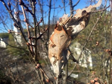 Browntail Moth Act Now Harpswell Heritage Land Trust