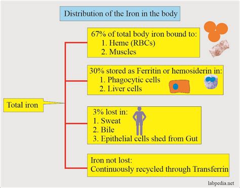 Ferritin Level Ng Ml To Have Hh Hotsell Blog Websoft9