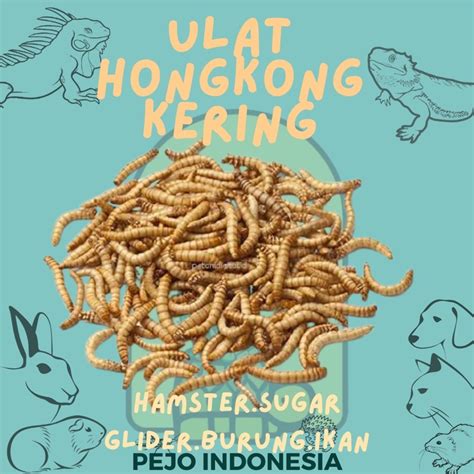 Jual Ulat Hongkong Kering Pakan Makanan Hamster Burung Sugar Glider