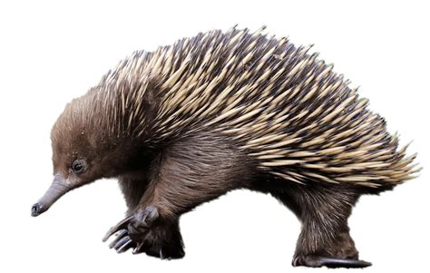 Echidna Transparent Png Stickpng