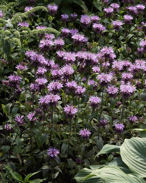 Monarda 'Prärienacht' bare roots — Buy violet purple bergamot online at ...