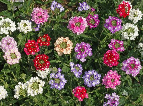 Verbena Ideal Florist Mix Verbena Hybrida Applewood Seed Company