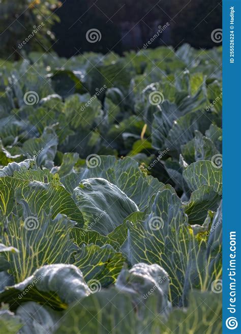 Organic Green Cabbage Cultivation In The Countryside Organic Food Agriculture Poland Stock