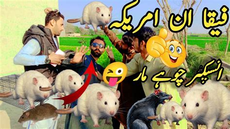 فیقا ان امریکہ چوہے مار Funny video by Team Adnan dayal YouTube