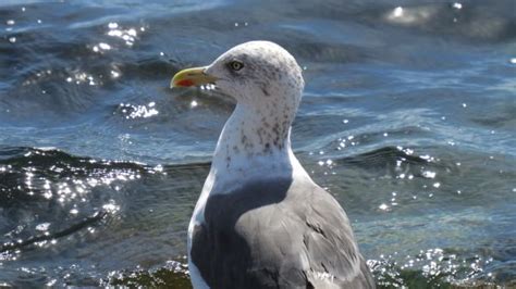 Free Images Beach Sea Water Nature Ocean Bird Seabird Diving