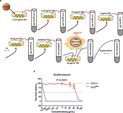 Erythromycin Resistant Strain 8325 Er A Schematic Diagram Of Download Scientific Diagram