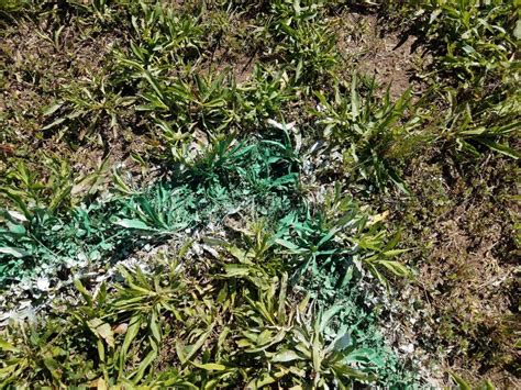 Green And White Spray Paint On Grass Stock Photo Image Of Faded