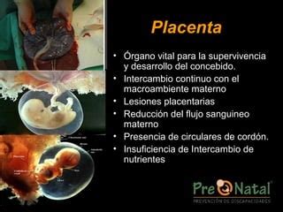 1 ecología fetal y pd PPT