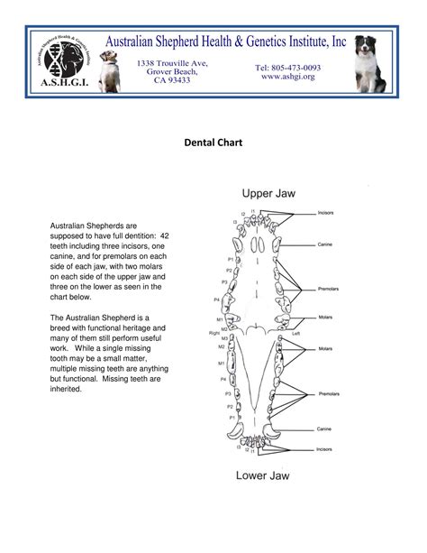 Free Printable Tooth Chart Templates – [Dental Chart] Teeth Numbers PDF