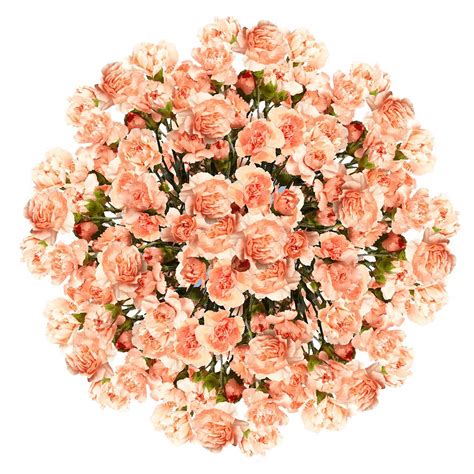 Amazon Globalrose Stems Of Fresh Cut Orange Spray Carnations