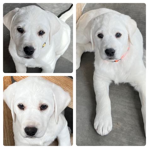 White Lab Puppies For Sale - Watch them train, you won't believe they