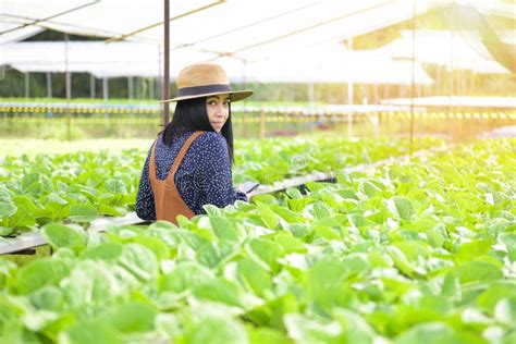 Hydroponic Vegetables Harvested From Hydroponic Farms Fresh Green Cos