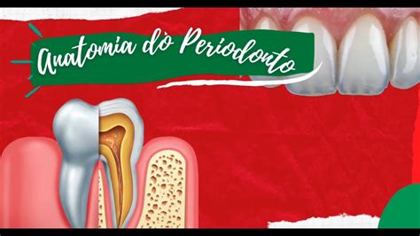 Periodontia Anatomia Do Periodonto Youtube