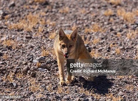 The Andean Fox High-Res Stock Photo - Getty Images