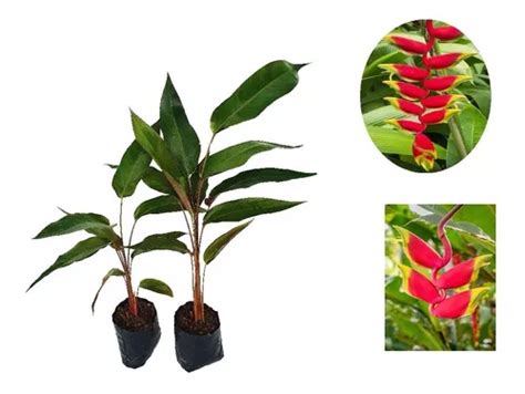 Heliconia Rostrata Kit 2 Mudas Parcelamento Sem Juros