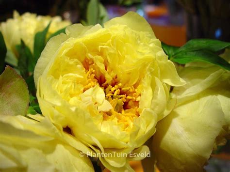 Paeonia Yellow Crown Itoh Esveld Shop