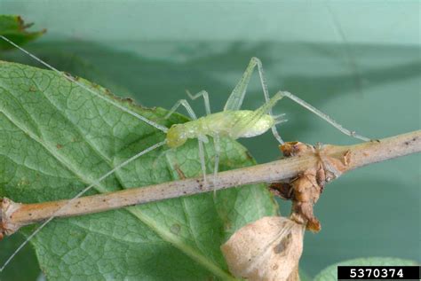 Snowy Tree Cricket Oecanthus Fultoni