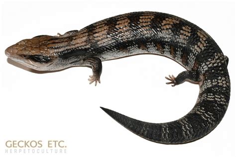 Ebt R Eastern Blue Tongue Skink Unknown Sex G Geckos Etc
