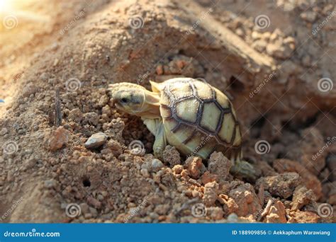 African Sulcata Tortoise Natural Habitat Stock Photo - Image of exotic, long: 188909856