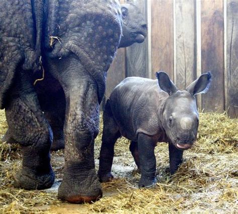 FIRST INDIAN RHINO BABY BORN IN A ZOO IN POLAND | Soti-NPC