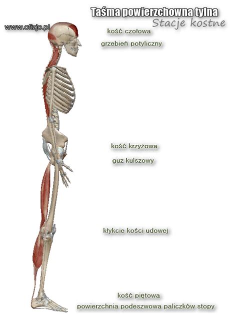 Ta Ma Powierzchowna Tylna Anatomy Trains Ofizjo Pl