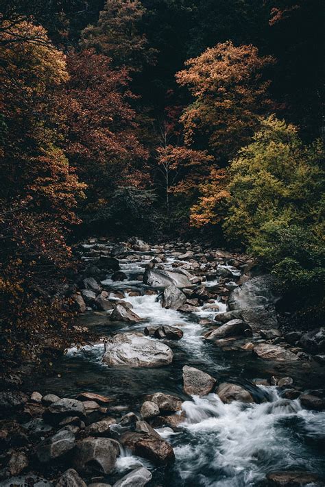 Stream Forest Trees Stones Water Hd Phone Wallpaper Peakpx