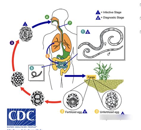 Ascaris Lumbricoides Diagram Quizlet