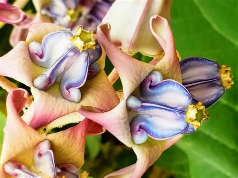 Gorgous flower I photographed in the botanical garden at Balboa Park in ...