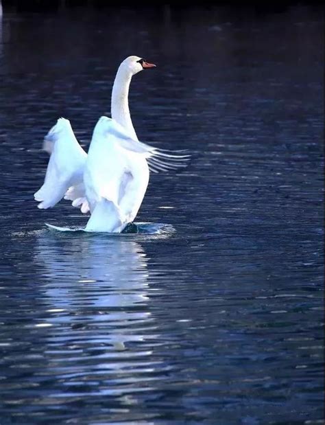 伊寧天鵝湖——冬季最美的天鵝湖 每日頭條