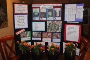 Science Fair Project: Will a Plant Grow Faster on a Certain Type of Liquid? - Sweet Greens