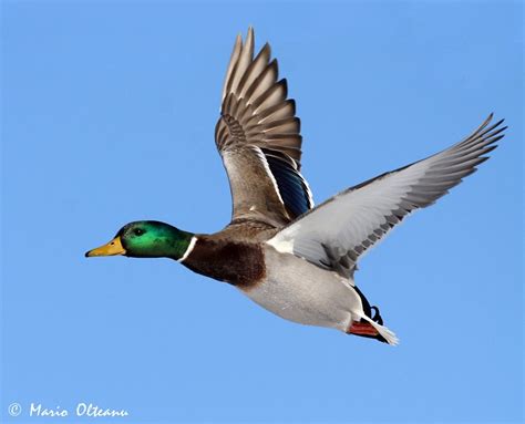 TrekNature Plain Duck Flying Photo