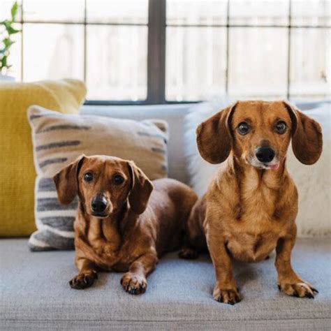 Henry And Bailey Tennessee Dachshund Rescue