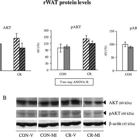 A Specific Protein Levels Of Akt And Phosphoakt Pakt Ser