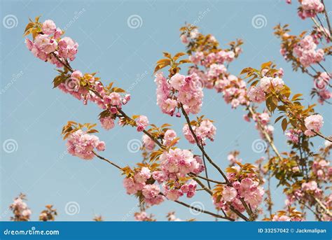 Cherry blossom flowers stock photo. Image of blossom - 33257042