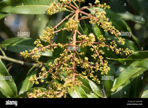 Close up of Mango tree blossoms of Mango flower Stock Photo - Alamy